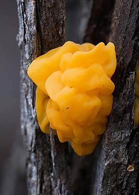 Tremella mesenterica, Granton, Tasmânia, Austrália