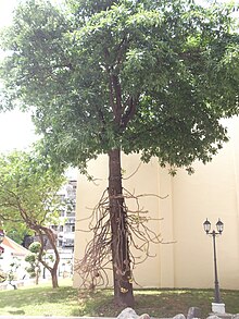 ต้นสาละ Cannonball tree.jpg