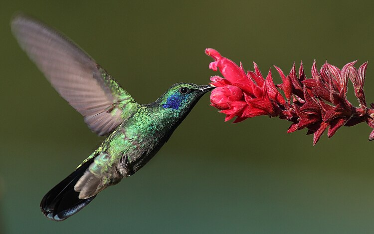 Зелёный фиалкоух (Colibri thalassinus) в Панаме