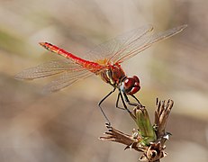 Sympetrum fonscolombii