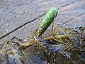 Turion stolístku přeslenatého (Myriophyllum verticillatum)