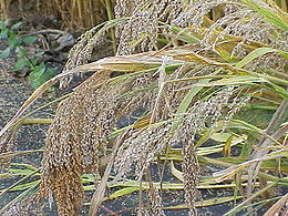 Tikroji sora (Panicum miliaceum)