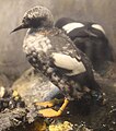 Pigeon Guillemot