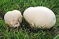 Calvatia gigantea