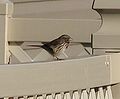 Song Sparrow