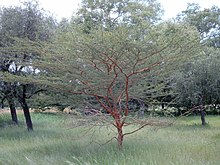 Acacia seyal