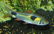 Exodon paradoxus