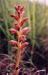 Orobanche de la Germandrée