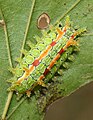 Euclea delphini sur une feuille d'orme de Samarie