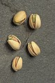 pistachio (Pistacia vera)