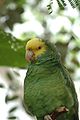 Geelkopamazone (Amazona oratrix)