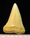 Fossil tooth