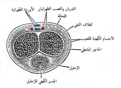 تشريح مقطعي مستعرض للقضيب