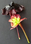 Involucre et fruit