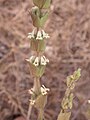 Sideritis perfoliata