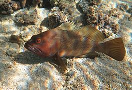 Epinephelus rivulatus