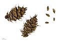 * Nomination fruits and seeds of Douglas fir - Fruits et graines de Pin Douglas --Ercé 08:32, 10 March 2015 (UTC) * Promotion Good quality. --Jacek Halicki 14:53, 10 March 2015 (UTC)