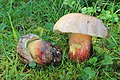 Boletus calopus