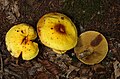 Suillus grevillei