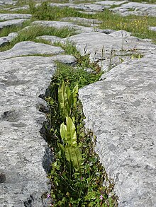 The Burren (2002).jpg