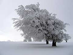 Windbeeches, Germany