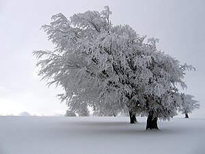 Fagus sylvatica (European Beech)