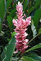 Alpinia purpurata