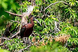 A Gloss Ibis at the same rookery as the above Black-Crowned Night Heron.