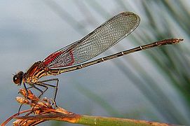 Hataerina americana