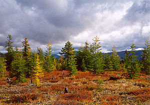 Daur-larika arbaro, regiono Kolima, arkta nordorienta Siberio