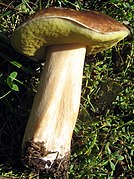 Boletus aestivalis, Pied massue et tubes verts (adulte et vieux)