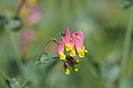 Corydalis ili Capnoides sempervirens