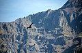 24 juillet 2007 Au loin, le même lama qu'hier, après l'envol OUI, je le vois, il s'est muté en condor grâce au polynectar.