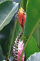 Heliconia episcopalis