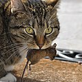 Image 18A domestic cat with its prey, a deermouse (from Cat)