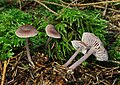 Mycena pura