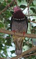 Pink Headed Fruit Dove