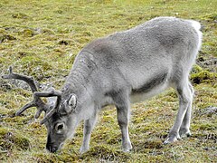 Un Renne du Spitzberg.