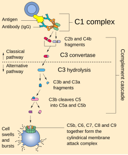 Complement pathway.svg