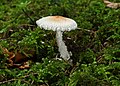 Lepiota clypeolaria