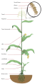 Maize plant diagram