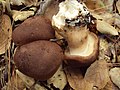 Tricholoma imbricatum