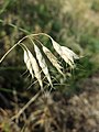 Bromus squarrosus