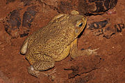 Rhinella marina