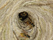 Dolichovespula norvegica.JPG