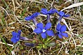 Gentiana verna