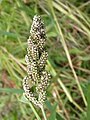 Japoniškąja sora neoficialiai vadinama valgomoji rietmenė (Pennisetum alopecuroides)