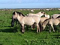 Konik ponies