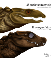 Mekosuchus spp