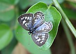 Miniatuur voor Leptotes plinius